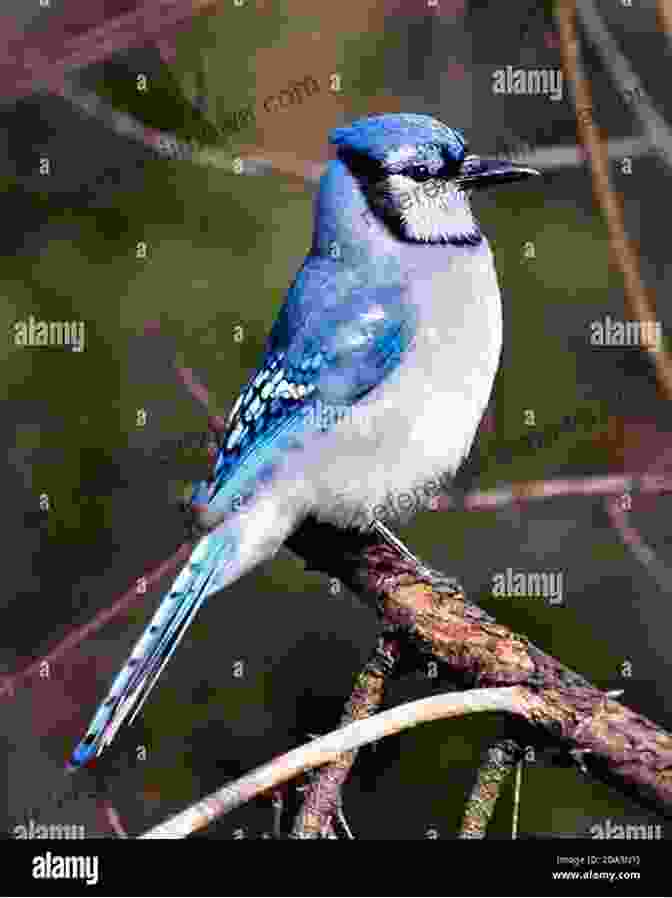 A Blue Jay Perched On A Branch, Its Vibrant Blue Plumage And Distinctive Crest 50 Things To Know About Birds In Ohio: Birdwatching In The Buckeye State (50 Things To Know About Birds United States)