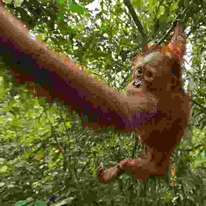 A Breathtaking Image Of An Orangutan Swinging Through The Rainforest Canopy. Adventures In The Wild Places