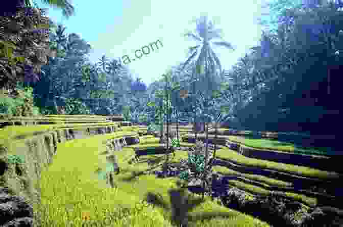 A Captivating Image Of A Traveler Exploring The Lush Rice Terraces In Bali Flip Flop Travel Guide To Bali