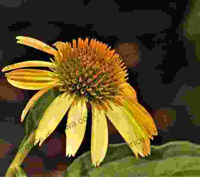 A Close Up Of A Coneflower, Showcasing Its Intricate Cone Shaped Flowerhead And Delicate Ray Florets KANGAROO PAWS And CONEFLOWERS Of WESTERN AUSTRALIA: (And Other Haemodoraceae)