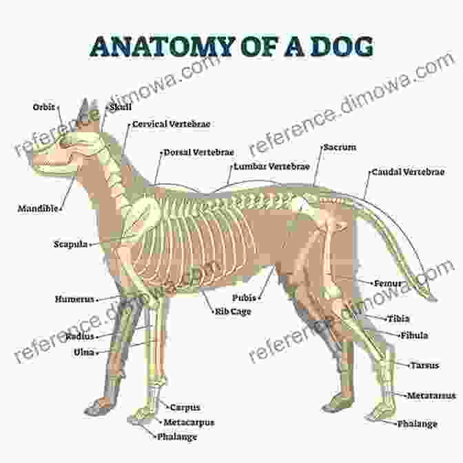 A Diagram Of Animal Anatomy, Showing The Skeletal And Muscular Structure Drawing Animals: How To Create Realistic Drawings Of Animals Using Graphite Pencils