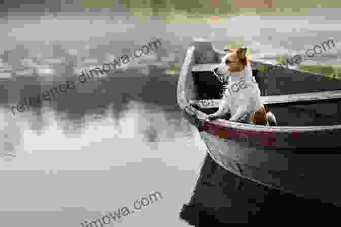 A Dog On A Sailboat, Looking Out At The Open Water Ten Tips For Sailing With Your Dog