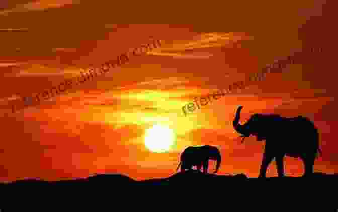 A Family Of Elephants Silhouetted Against A Vibrant Sunset During A Night Time Safari, Showcasing The Awe Inspiring Beauty Of The African Wilderness. Good Night Farm (Good Night Our World)