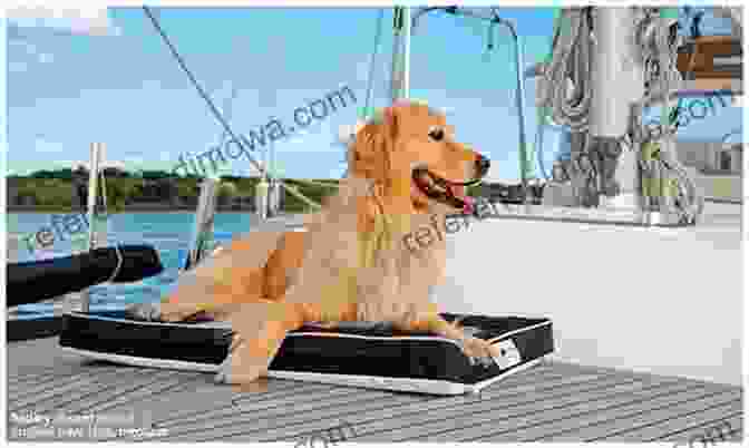 A Golden Retriever On A Sailboat Deck, Enjoying The Sea Breeze Ten Tips For Sailing With Your Dog