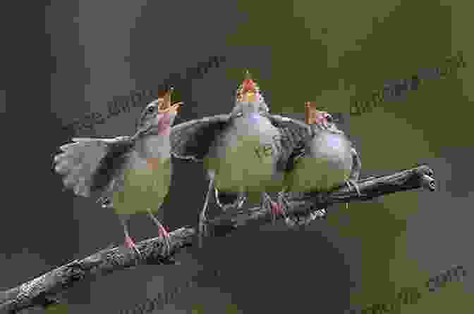 A Group Of Birds Singing In A Tree Birdsong For The Curious Naturalist: Your Guide To Listening