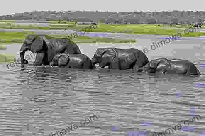 A Herd Of Elephants Crossing The Chobe River In Chobe National Park Our Best African Safari Yet: Adventures In Botswana