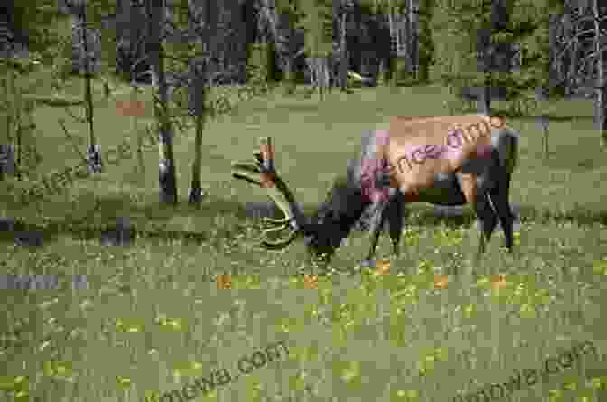 A Lone Elk Grazing In A Montana Meadow Brief Account Of A Journey To Montana And A Letter From British Columbia