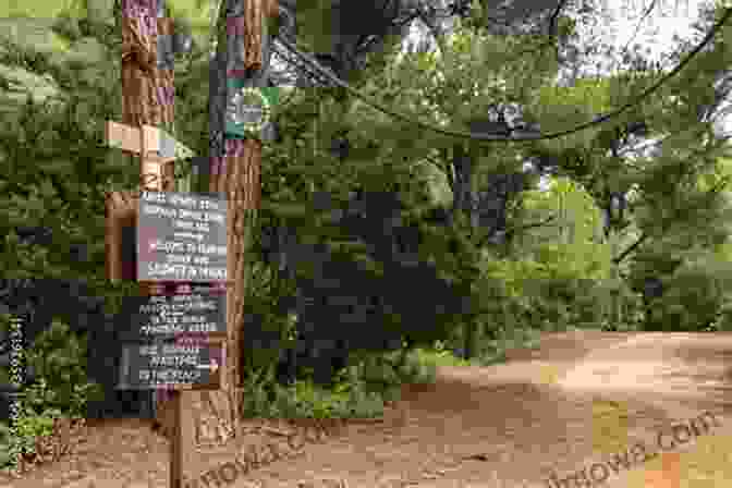 A Lush Forest Path Leading To A Secluded Beach In Skiathos, Surrounded By Towering Pine Trees. A Week In Skiathos Stephen Towers