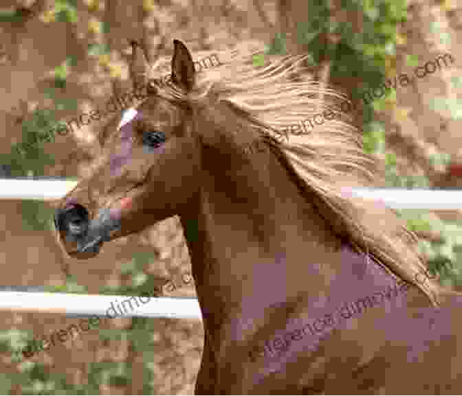 A Majestic Arabian Stallion With Flowing Mane And Fiery Spirit, Named Phoenix. Golden Dawn: 12 (Horses Of Half Moon Ranch)