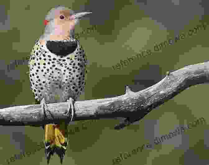 A Northern Flicker Foraging On The Ground, Its Brown And Black Plumage And Bright Yellow Underwings 50 Things To Know About Birds In Ohio: Birdwatching In The Buckeye State (50 Things To Know About Birds United States)