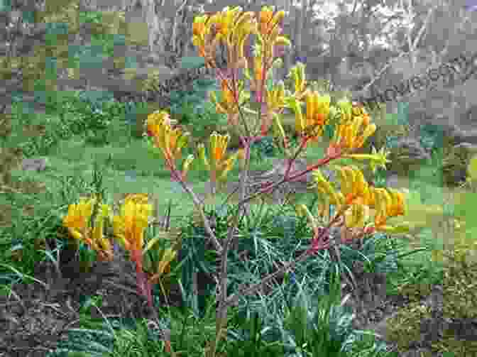 A Panoramic View Of A Landscape Adorned With Kangaroo Paws And Coneflowers, Symbolizing The Harmonious Coexistence Of These Floral Wonders KANGAROO PAWS And CONEFLOWERS Of WESTERN AUSTRALIA: (And Other Haemodoraceae)