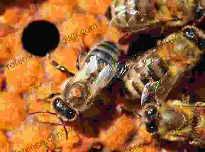 A Photo Of A Bee Infected With A Mite Parasite Parasites In Social Insects (Monographs In Behavior And Ecology)