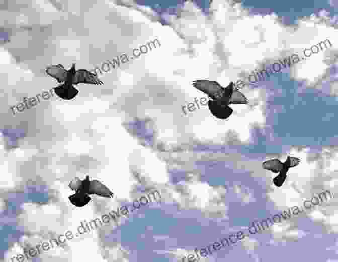 A Pigeon In Flight Against A Cloudy Sky Unseen City: The Majesty Of Pigeons The Discreet Charm Of Snails Other Wonders Of The Urban Wilderness