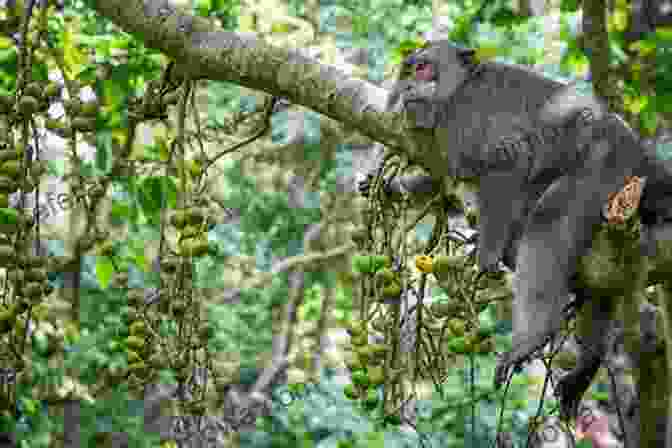 A Playful Monkey Leaping Through The Trees In Ubud Monkey Forest Flip Flop Travel Guide To Bali