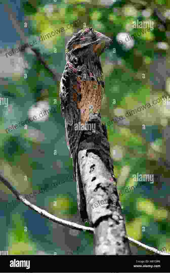 A Potoo With Its Large Eyes And Cryptic Plumage, Resembling A Broken Branch Nightjars Potoos Frogmouths Oilbird And Owlet Nightjars Of The World (WILDGuides 9)