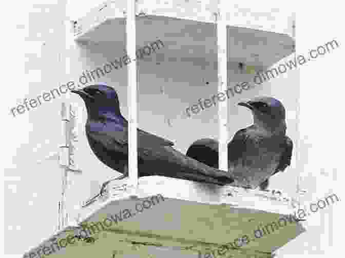 A Purple Martin Nest Box With Eggs The Ultimate Guide To Training Purple Martins: The Step By Step Guide To Breeding Caring And Raising Purple Martins Plus Purple Martin Food Care And Health Instructions