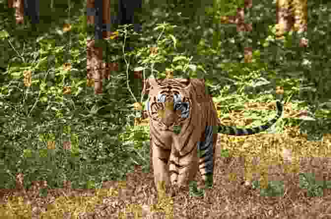 A Tiger In The Forests Of The Central Highlands VIETNAM CAMBODIA Wildlife And Landscapes