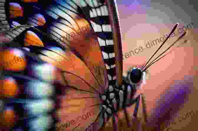 A Vibrant Common Grass Blue Butterfly In Motion, Showcasing Intricate Wing Patterns COMMON BUTTERFLIES OF WESTERN AUSTRALIA