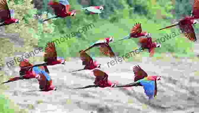 A Vibrant Photograph Of A Flock Of Macaws In Flight. Adventures In The Wild Places