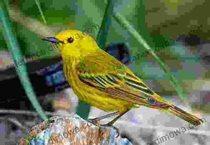 A Yellow Warbler Perched On A Leaf, Its Vibrant Yellow Plumage And Distinctive White Wingbars 50 Things To Know About Birds In Ohio: Birdwatching In The Buckeye State (50 Things To Know About Birds United States)