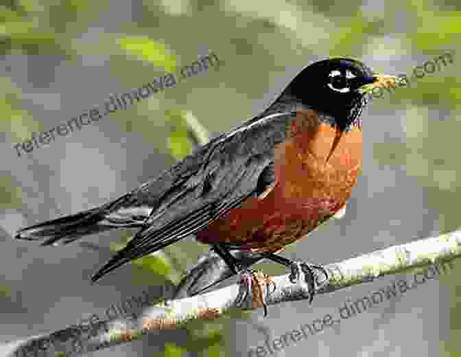 An American Robin Perched On A Tree Branch, Its Reddish Orange Breast Contrasting Against Its Gray Plumage 50 Things To Know About Birds In Ohio: Birdwatching In The Buckeye State (50 Things To Know About Birds United States)