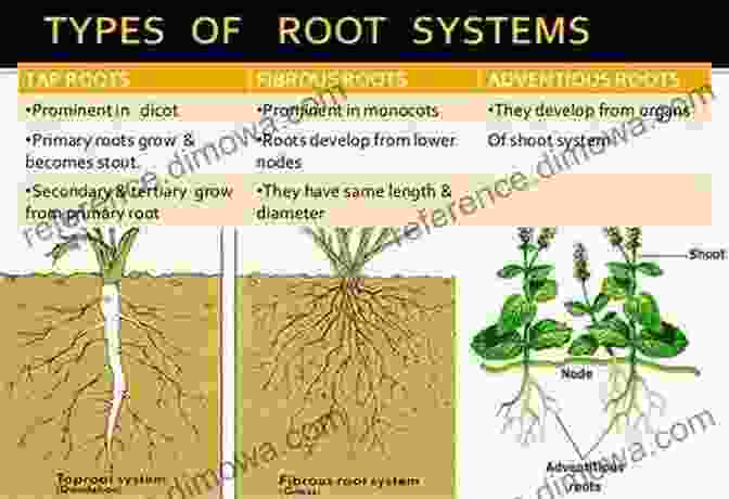 An Illustration Depicting The Extensive Root System Of A Kangaroo Paw, Highlighting Its Adaptation To Arid Environments KANGAROO PAWS And CONEFLOWERS Of WESTERN AUSTRALIA: (And Other Haemodoraceae)