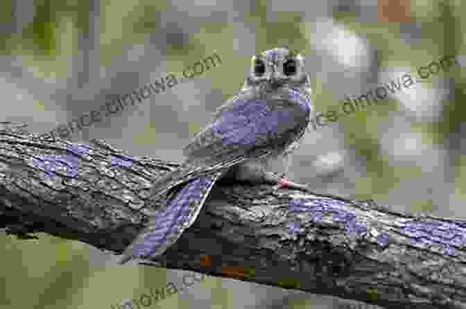 An Owlet Nightjar In Flight, Displaying Its Acrobatic Skills Nightjars Potoos Frogmouths Oilbird And Owlet Nightjars Of The World (WILDGuides 9)