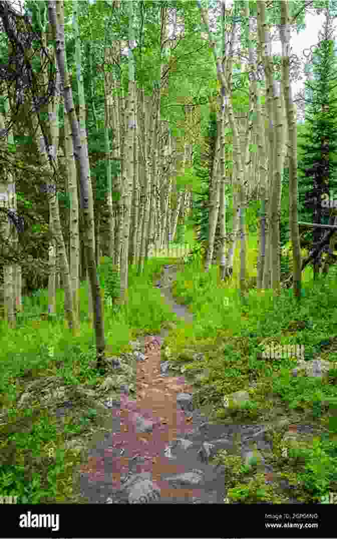 Big Mountain Pass Trail Through A Lush Aspen Forest Best Easy Day Hikes Salt Lake City (Best Easy Day Hikes Series)