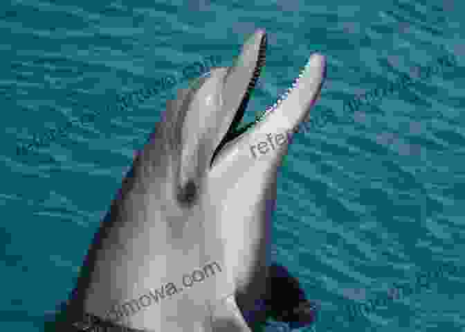 Bottlenose Dolphins Using Echolocation To Navigate And Find Prey The Bottlenose Dolphin Paola Cavalieri