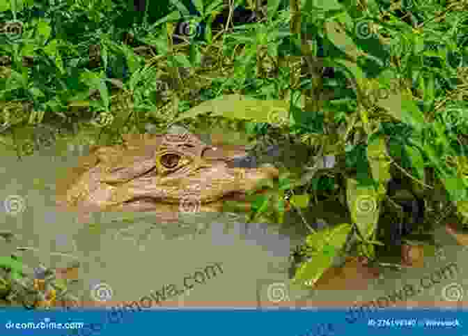 Close Up Of A Playful Alligator, Surrounded By Lush Vegetation Exploring Wild South Florida: A Guide To Finding The Natural Areas And Wildlife Of The Southern Peninsula And The Florida Keys