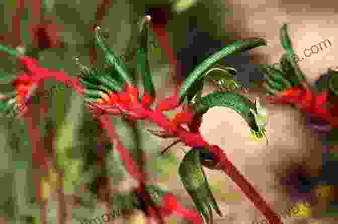 Close Up Of A Vibrant Red Kangaroo Paw, Showcasing Its Distinctive Flower Structure And Soft Velvety Petals KANGAROO PAWS And CONEFLOWERS Of WESTERN AUSTRALIA: (And Other Haemodoraceae)