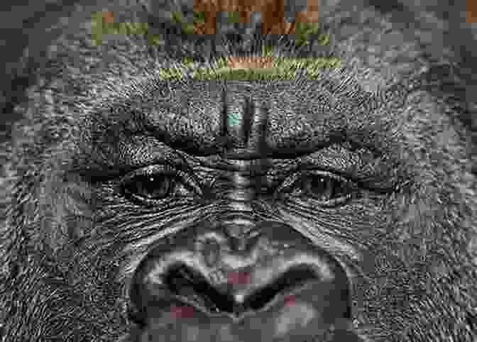 Close Up Portrait Of A Mountain Gorilla With Piercing Eyes And A Gentle Expression Life In Africa David M Whitacre