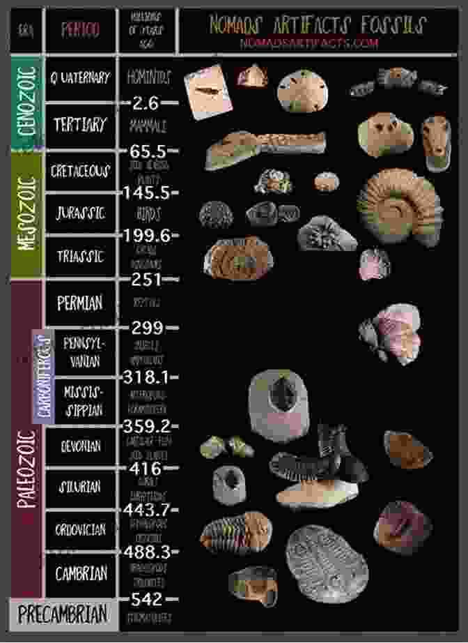 Collection Of Fossils From Various Geological Periods A History Of Life In 100 Fossils