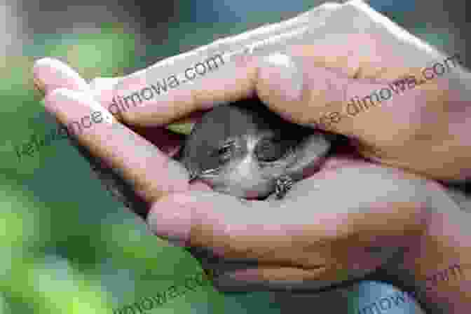 Emily's Gentle Touch Brings Comfort To An Injured Bird. The Best Little Girl In The World