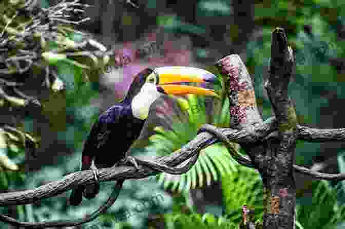 Flora And The Toucan Perched On A Tree Branch, Sharing A Joyful Moment Flora And The Flamingo (Flora And Her Feathered Friends Books)