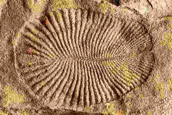 Fossil Of A Dickinsonia, An Enigmatic Creature From The Ediacaran Period A History Of Life In 100 Fossils