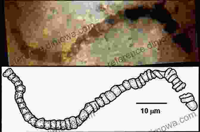 Fossil Of A Primitive Bacteria Like Organism, The Earliest Known Form Of Life On Earth A History Of Life In 100 Fossils