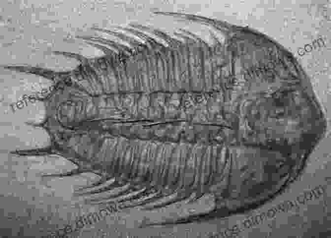 Fossil Of A Trilobite, A Common Marine Invertebrate During The Cambrian Explosion A History Of Life In 100 Fossils