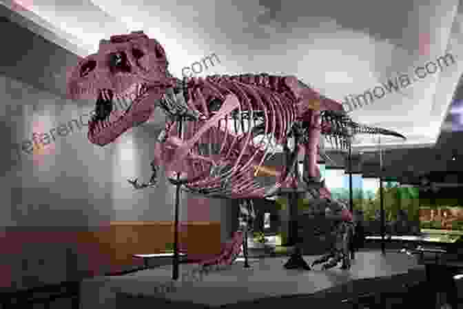 Fossil Of A Tyrannosaurus Rex, One Of The Most Iconic Dinosaurs A History Of Life In 100 Fossils