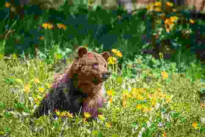 Grizzly Bear Standing In A Field With Wildflowers Alaska S Bears: Grizzlies Black Bears And Polar Bears Revised Edition (Alaska Pocket Guide)