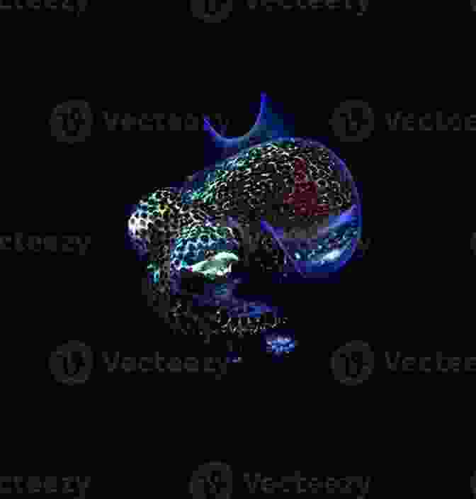 Hawaiian Bobtail Squid Hunting At Night FASCINATING HAWAIIAN BOBTAIL SQUID:Do Your Kids Know This?: A Children S Picture (Amazing Creature 11)