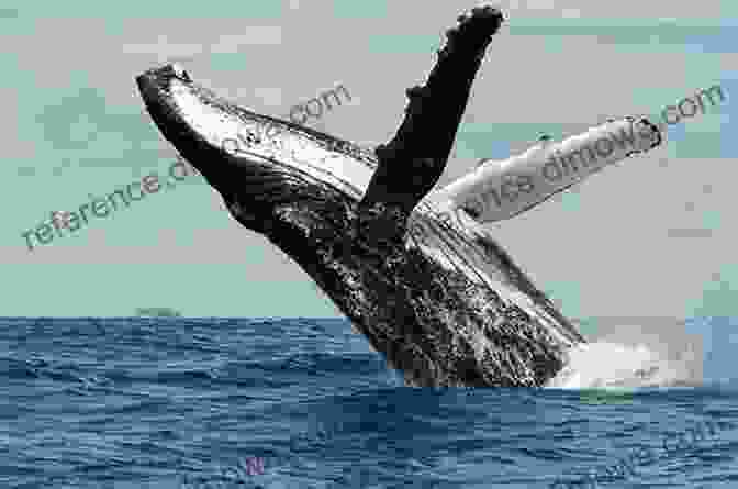 Humpback Whale Breaching In New England Waters 2024 Holland America New England Cruise: Quebec City To Ft Lauderdale 10 14 2024