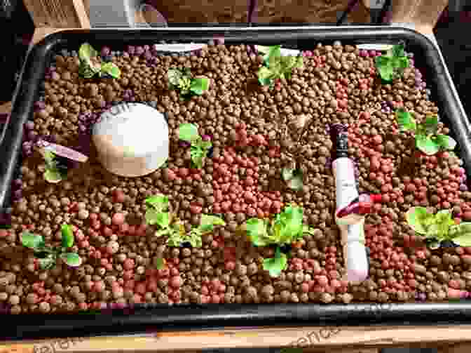 Hydroton Expanded Clay Pebbles Providing Support And Aeration Hydroponic Grow System: The Best Growing Medium For Hydroponics