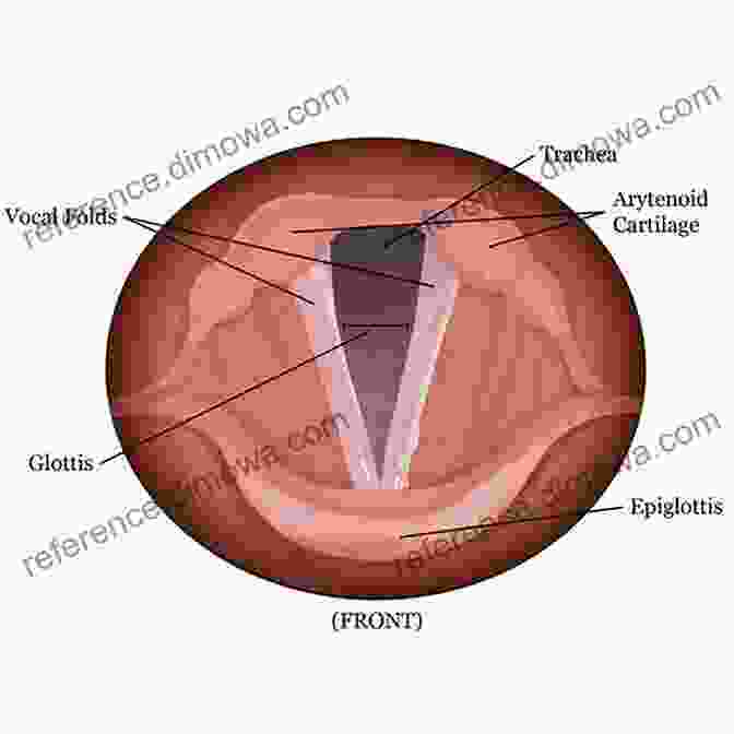 Illustration Of The Vocal Cords THERE S A TICKLE IN MY THROAT