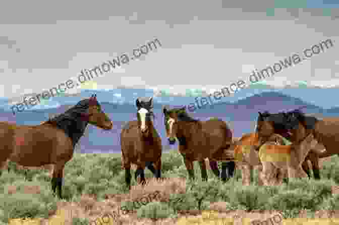 Image Of A Group Of Mustangs Wild Horses: 1 (Horses Of Half Moon Ranch)