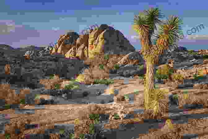 Joshua Trees In Joshua Tree National Park Hollywood Escapes: The Moviegoer S Guide To Exploring Southern California S Great Outdoors