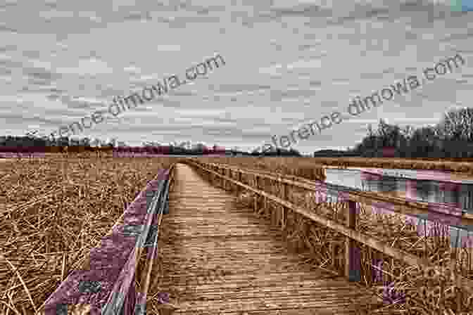 Lynde Shore Conservation Area, With A Boardwalk Winding Through A Marsh And Trees Whitby Ontario 1 In Colour Photos: Saving Our History One Photo At A Time (Cruising Ontario)