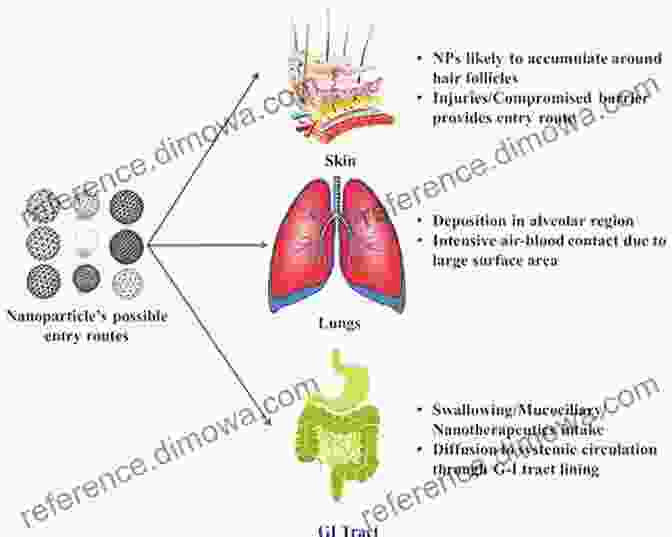 Nanoparticles And Their Potential Risks Reviews Of Environmental Contamination And Toxicology 204