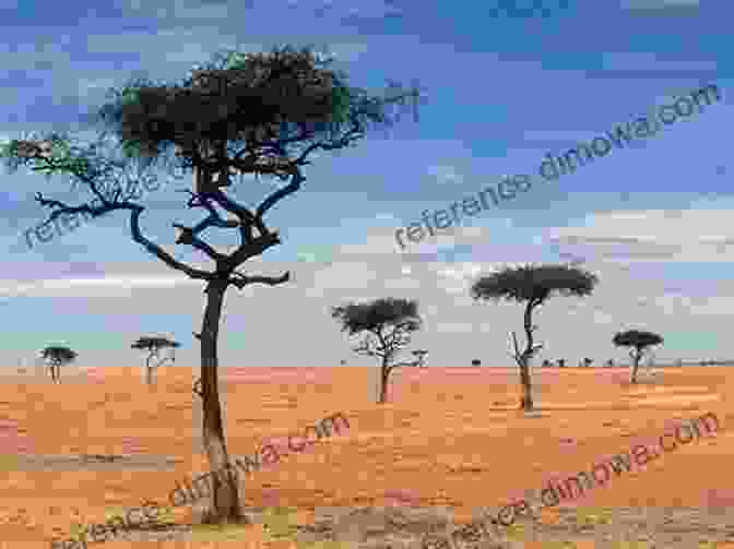 Panoramic View Of The African Savanna With Acacia Trees And A Herd Of Elephants Grazing In The Golden Light Of Dawn Life In Africa David M Whitacre