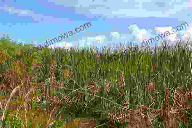 Panoramic View Of The Everglades, Showcasing Its Vast Expanse Of Sawgrass Marshes And Winding Waterways Exploring Wild South Florida: A Guide To Finding The Natural Areas And Wildlife Of The Southern Peninsula And The Florida Keys